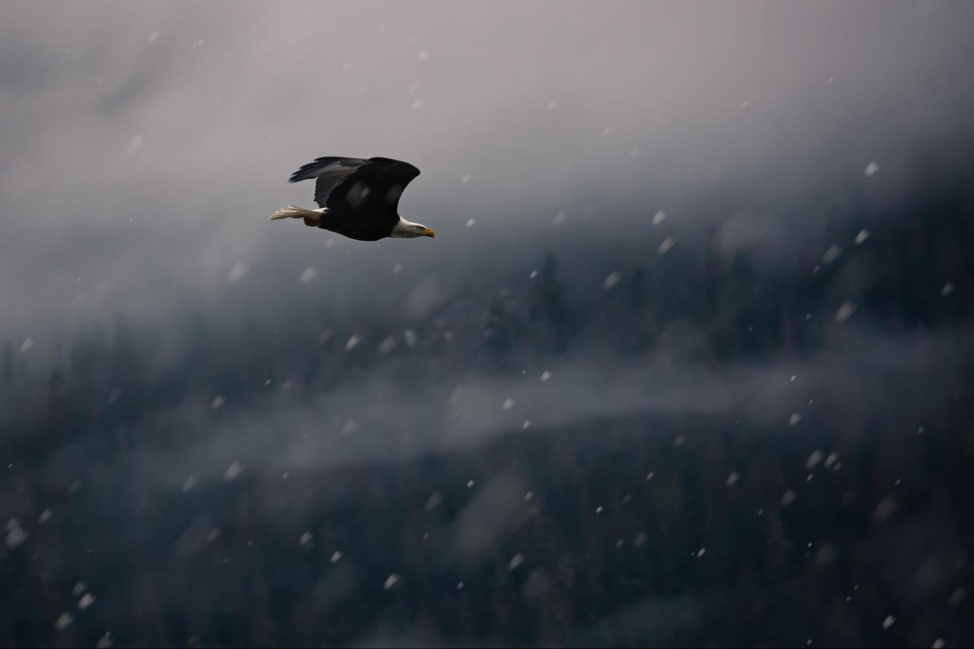 The secret’s out – birders the world over are flocking to Whistler, BC