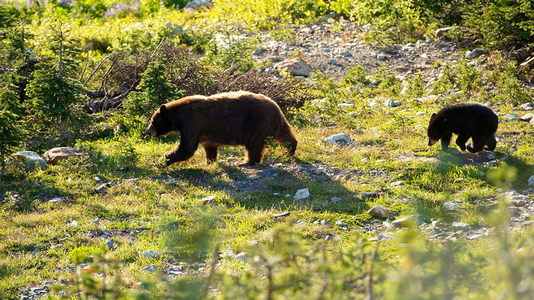 Things To Do Bear Viewing Tours