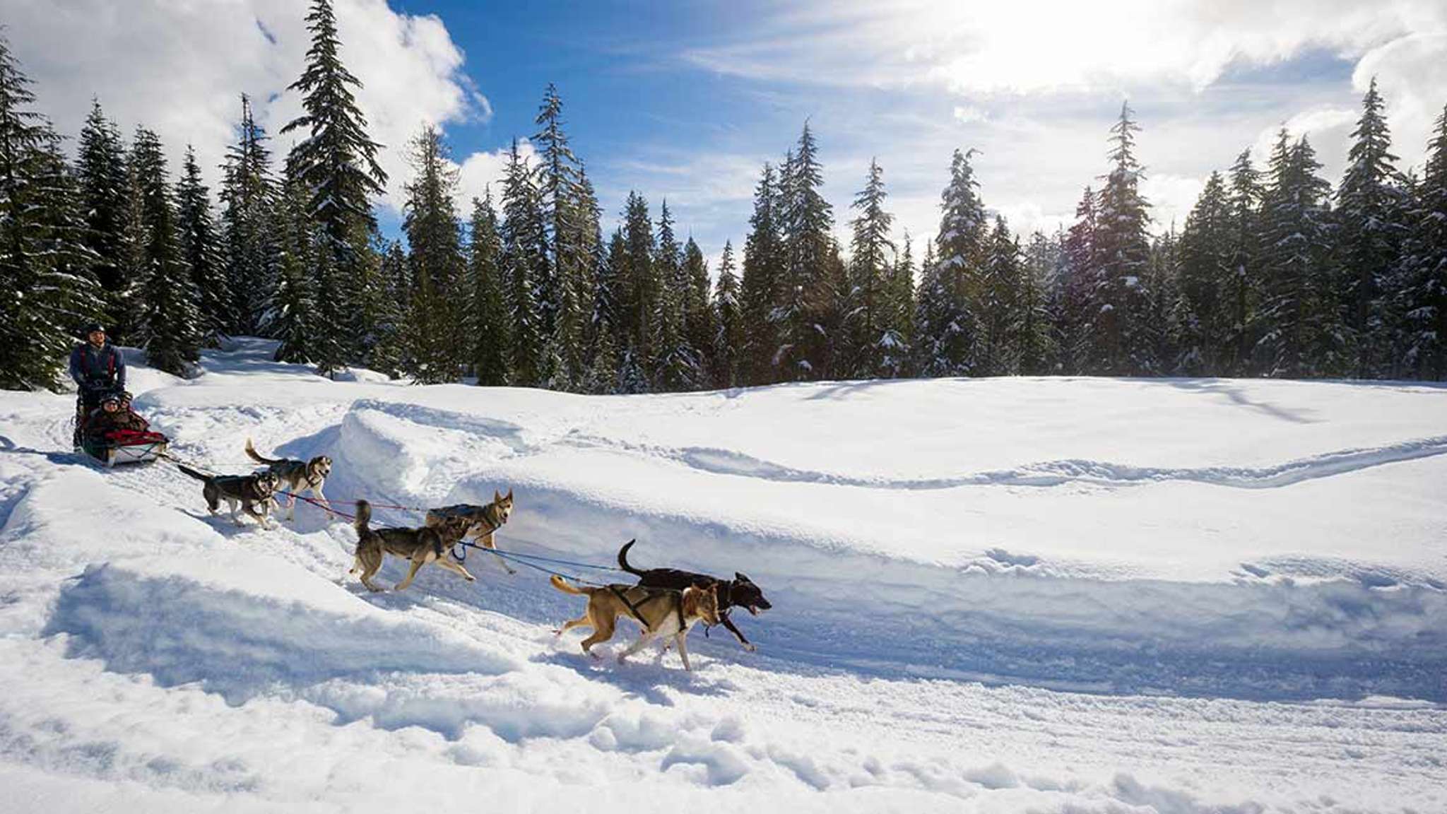 Things To Do Dog Sledding