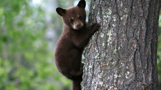 Things To Do Bear Viewing Photo Safari