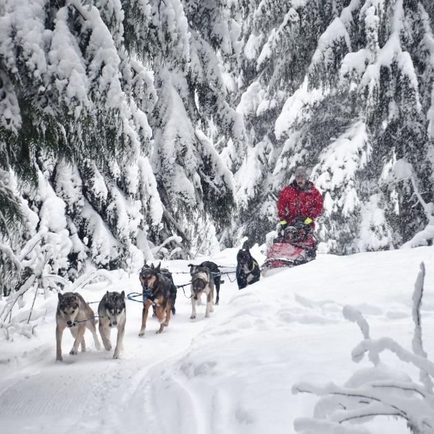 Dog team pulling a sled along a quiet forest trail near Whistler, musher guiding through snow‑dusted evergreens.