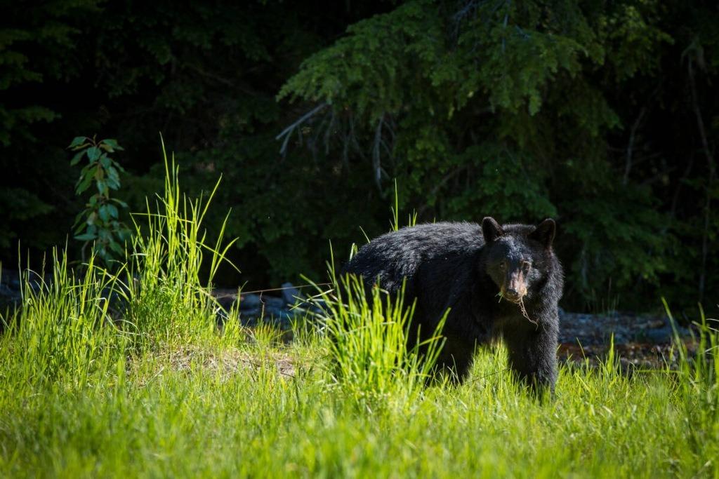 Black bear foraging in a grassy clearing near Whistler, BC, surrounded by dense forest